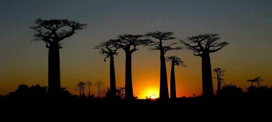 baobab-madagascar